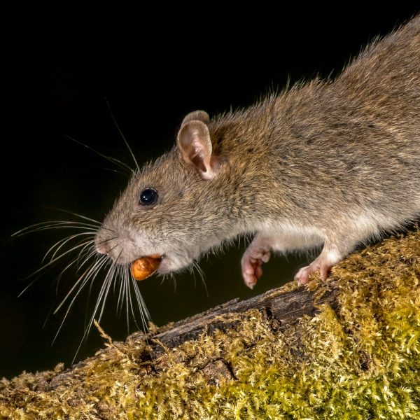Wild Brown rat with nut